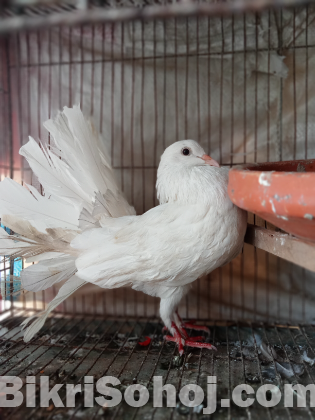 Lakha pigeon